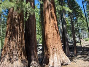 A view of the Giant Sequoias in Mariposa Grove